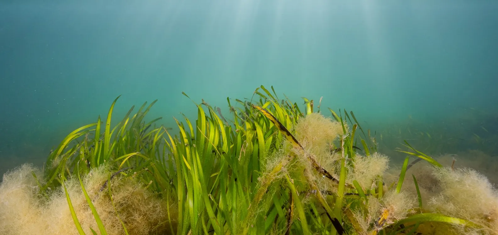 Scientists point the way to advance conservation and restoration of seagrass meadows