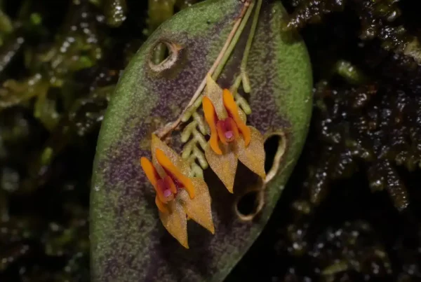 Orchids are one of the most species-rich families of flowering plants, rivalled only by the daisy family (Asteraceae). Pictured: Lepanthes cassicula. Credit: Oscar Perez, RBG Kew