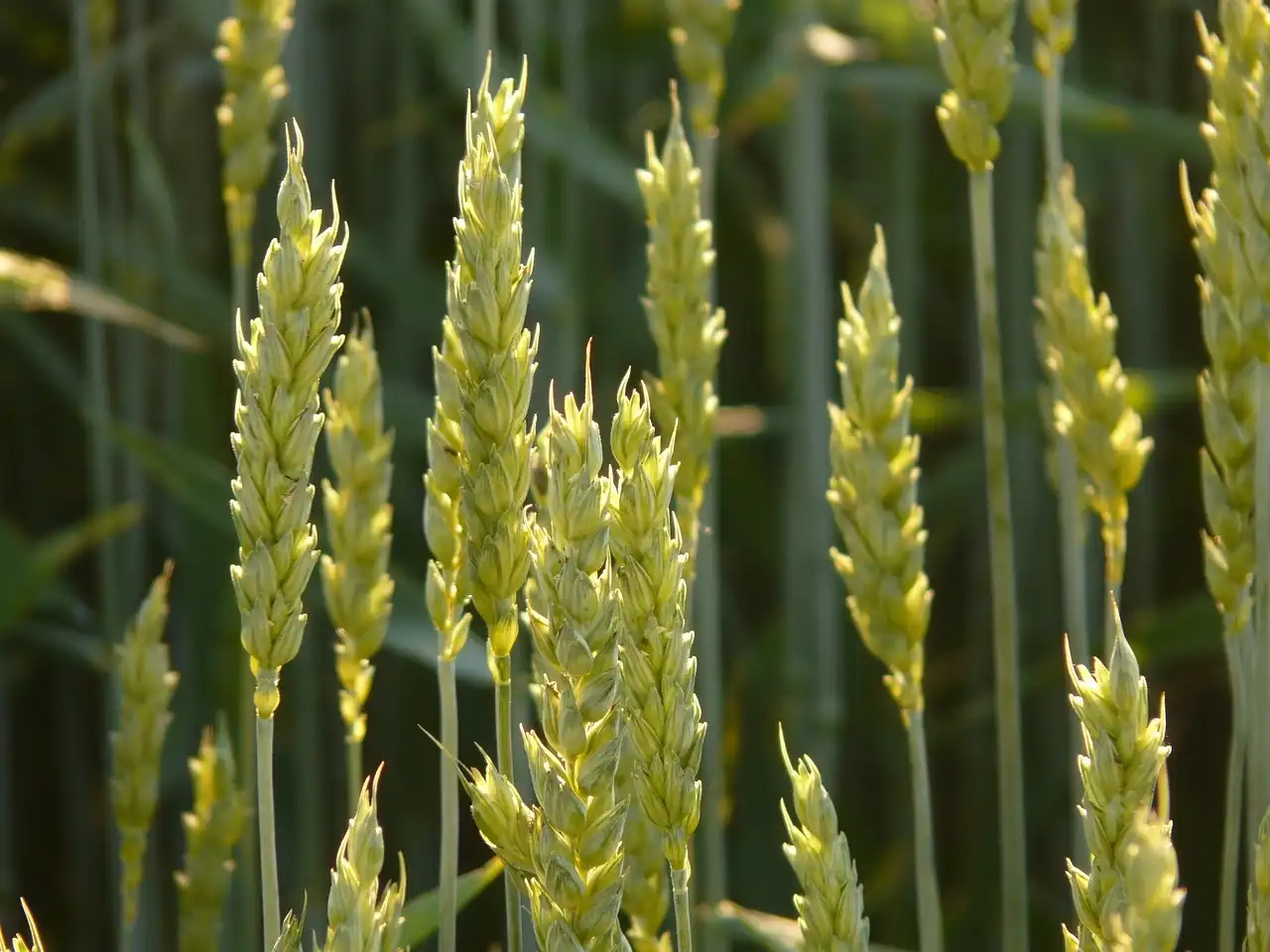 Image: wheat spikes. Credit: Hans / Pixabay