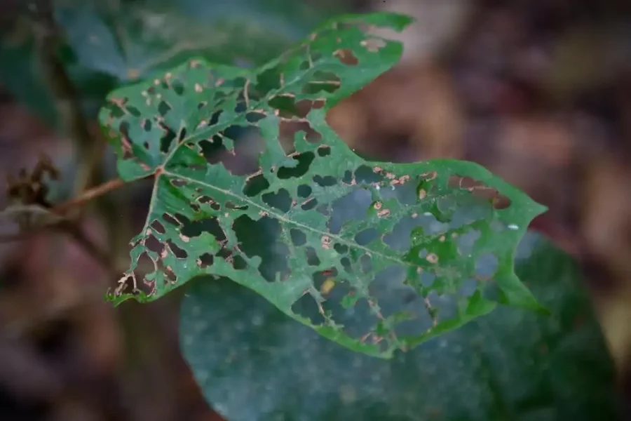 Image: Leaf with herbivores. Credit: Lisa Hülsmann
