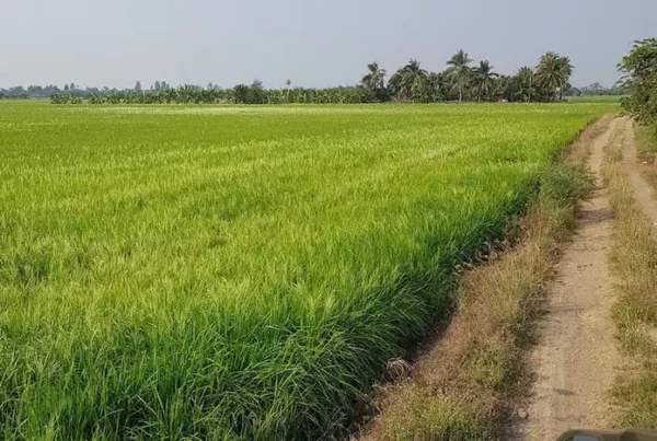 Image: Weedy rice is an aggressive weed that outcompetes cultivated rice. Here, weedy rice is the lighter-colored grass that rises taller than the crop in a field in Thailand. Credit: Chanya Maneechote