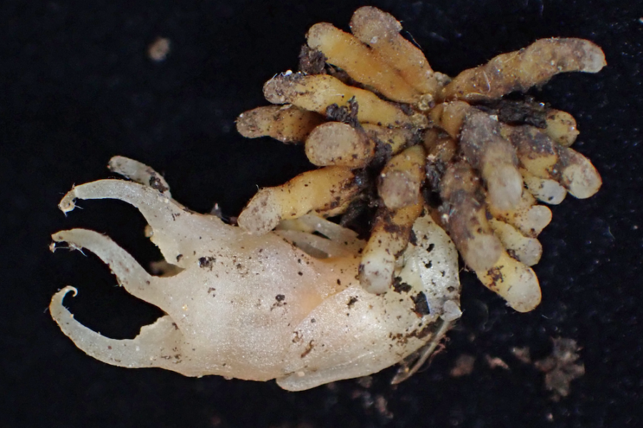 Image: The newly discovered plant Relictithismia kimotsukiensis probably diverged at an early stage in the evolution of the whole family and retains ancestral characteristics. This history is reflected in the plant’s name. Credit: SUETSUGU Kenji (CC BY)