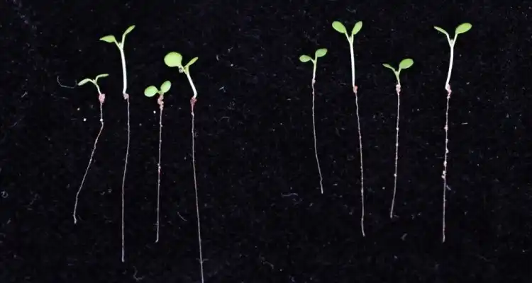 Image credit: Arabidopsis seedlings exposed to a combination of lack of water and high temperature. Salt stress has a similar effect on plant root growth. (Credits: Scott Hayes)
