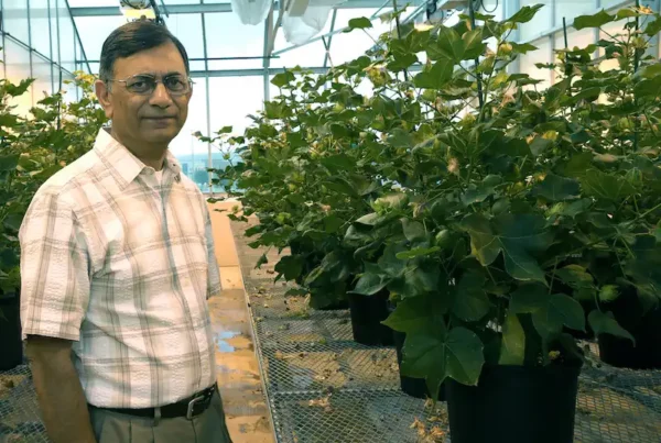 Image: Keerti Rathore stands in his lab with ultra-low gossypol cotton plants that were created using RNA interference, a gene-silencing technique. Credit: Texas A&M AgriLife photo by Beth Luedeker