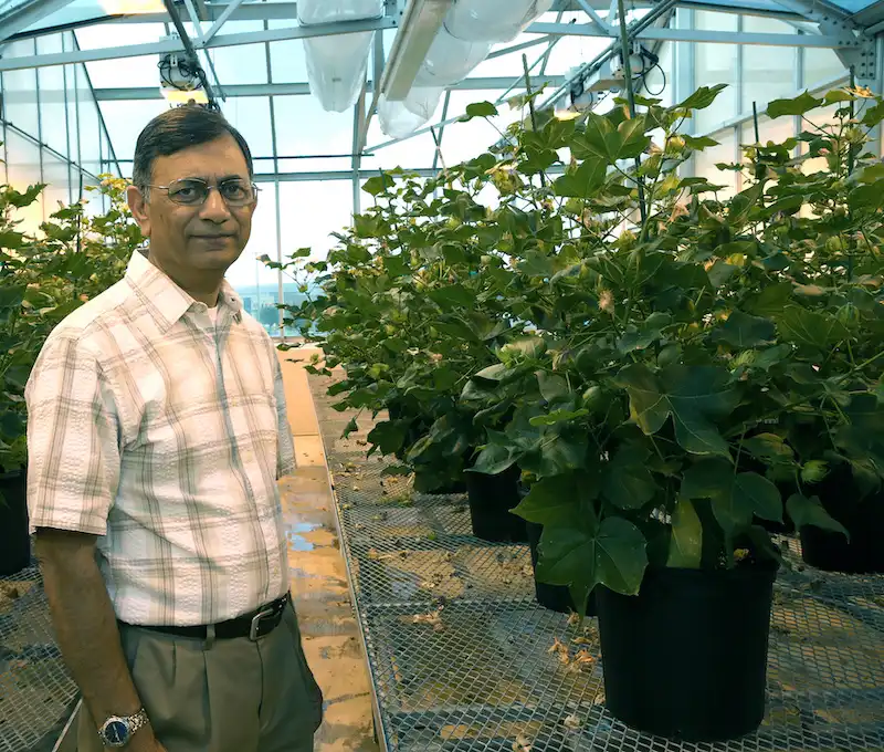 Image: Keerti Rathore stands in his lab with ultra-low gossypol cotton plants that were created using RNA interference, a gene-silencing technique. Credit: Texas A&M AgriLife photo by Beth Luedeker