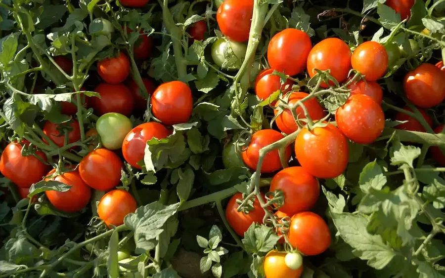 Image: A bushel of tomatoes at the CSHL Uplands Farm. Credit: CSHL