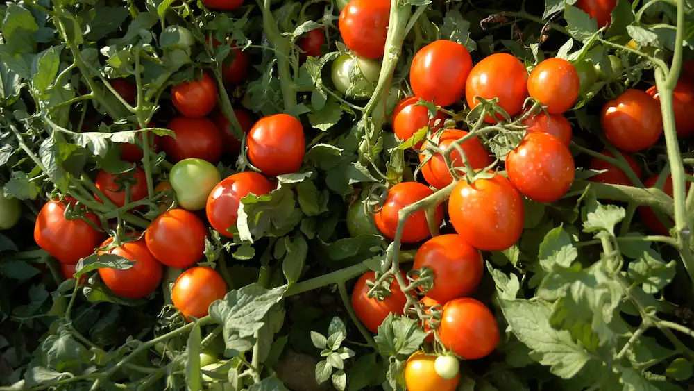 Image: A bushel of tomatoes at the CSHL Uplands Farm. Credit: CSHL