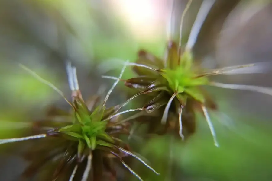 Image: Syntrichia ruralis moss. Credit: Jenna T. B. Ekwealor