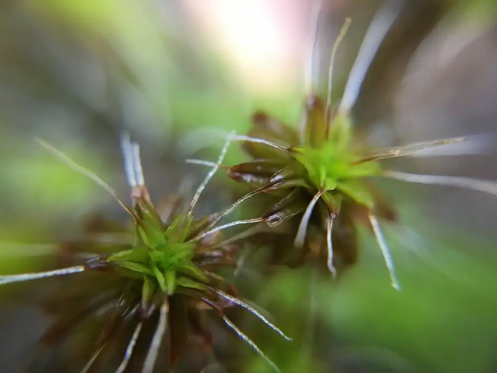 Image: Syntrichia ruralis moss. Credit: Jenna T. B. Ekwealor