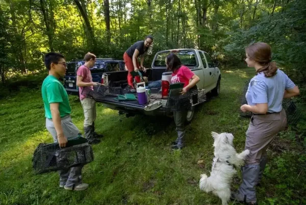 Image: Biologist Elizabeth Carlen, standing in the back of a truck bed, distributes supplies to members of her squirrel trapping team at Tyson Research Center, Washington University’s environmental field station. Carlen is studying how Eastern gray squirrels are adapting to the urban environment in St. Louis. Credit: Joe Angeles/Washington University