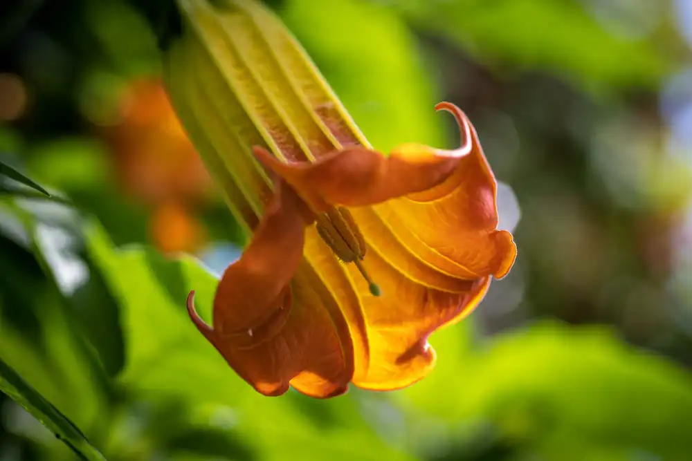 Image: The Brugmansia sanguinea is officially assessed as Extinct in the Wild on the IUCN Red List. Here it is pictured in the Temperate House at the Royal Botanic Gardens, Kew in London, UK. Credit: RBG Kew