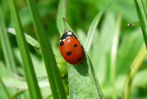 Image: Ladybird on leaf. Credit: Hans / Pixabay