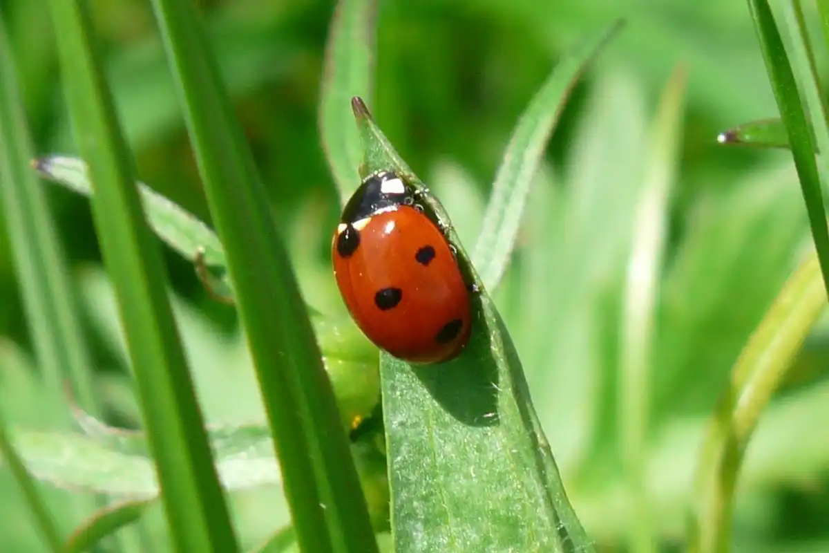 Image: Ladybird on leaf. Credit: Hans / Pixabay