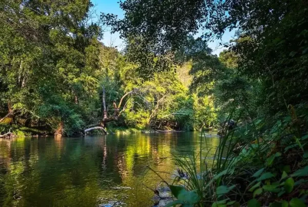 Image: tropical forest. Credit: Antonios Ntoumas / Pixabay