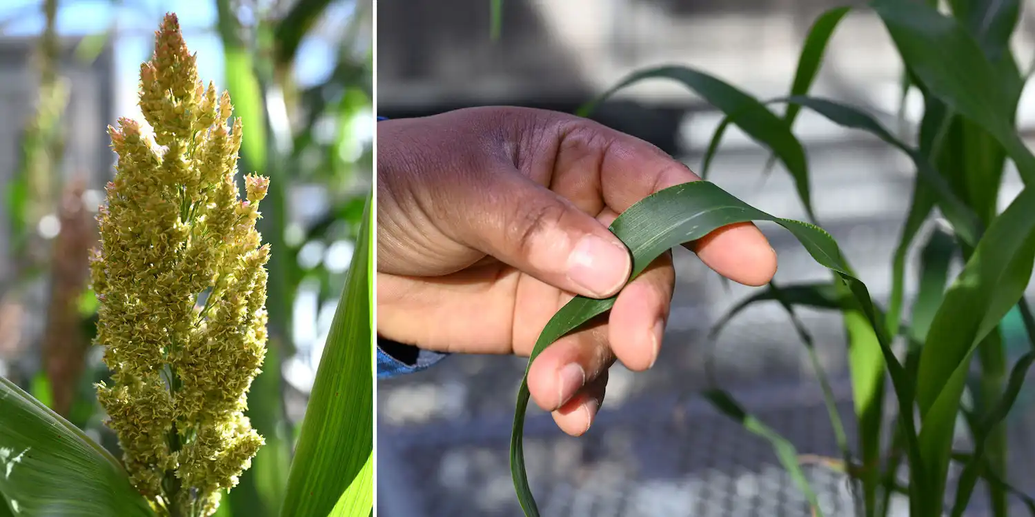 Image: When sorghum begins producing grain-laden flowers (left) the plants stop growing. Brookhaven Lab and Oklahoma State University scientists discovered the genes that control flowering time and modified plants to delay flowering. Credit: Kevin Coughlin/Brookhaven National Laboratory