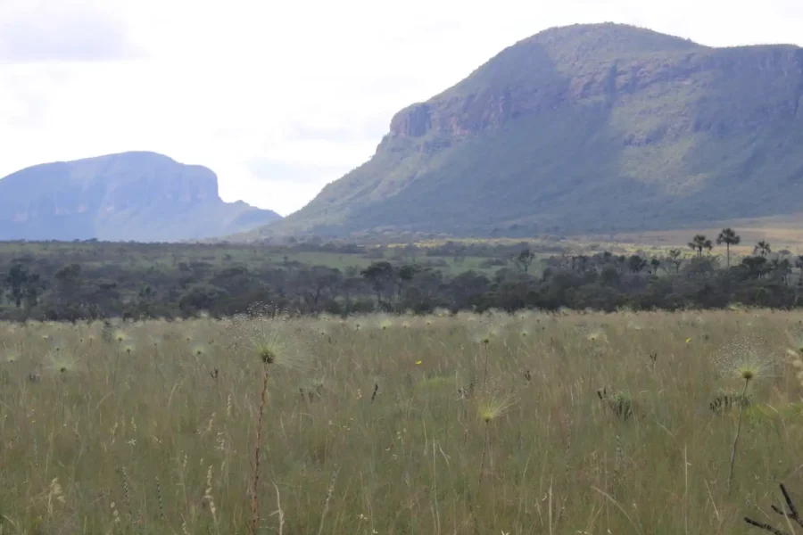 Cerrado savanna in the Chapada dos Veadeiros National Park, Brazil. Credit Ana Christina