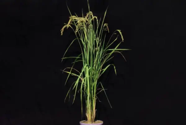 Image: The biofortified rice varieties were developed in the laboratory and then grown in experimental fields in Taiwan. Credit UNIGE
