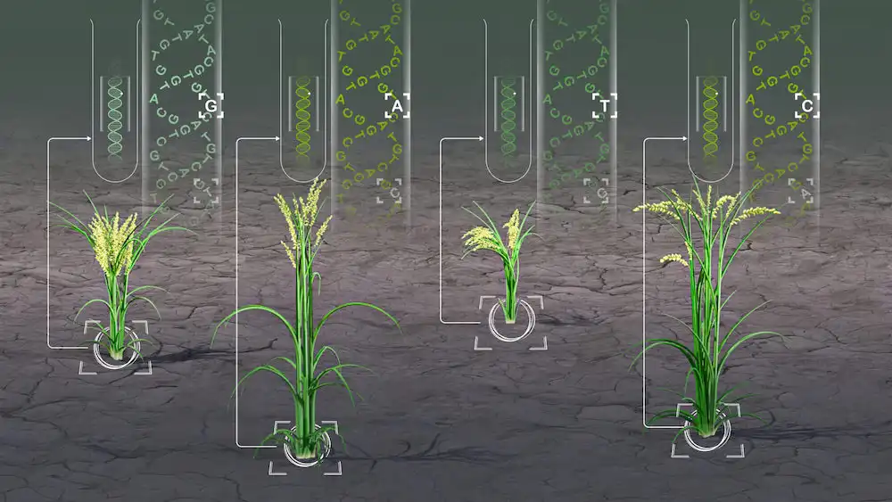 HPC-GVCW is a computational tool that quickly identifies genetic variations in several plant species. This helps to improve crops like rice, maize, soybean and sorghum. © 2024 KAUST; Heno Hwang.