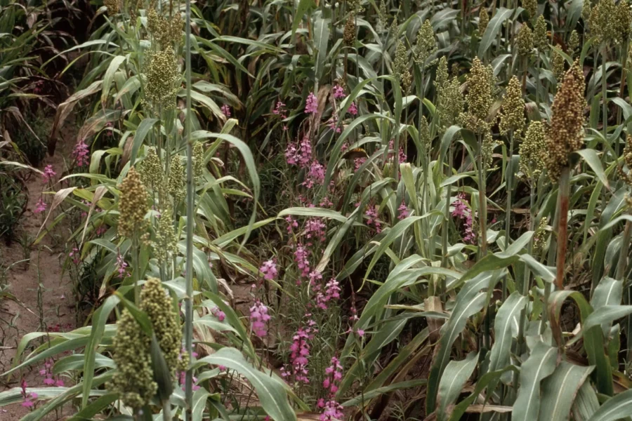 Image: Sorghum, or broomcorn, is a staple crop in sub-Saharan Africa, but approximately 20% of annual yields are lost due to infections with witchweed (Striga hermonthica), a parasitic plant that steals nutrients and water by latching onto the plant’s roots. Pictured here, rows sorghum with Striga (purple). Credit: USDA APHIS PPQ - Oxford, North Carolina, USDA APHIS PPQ, Bugwood.org / Wikimedia.