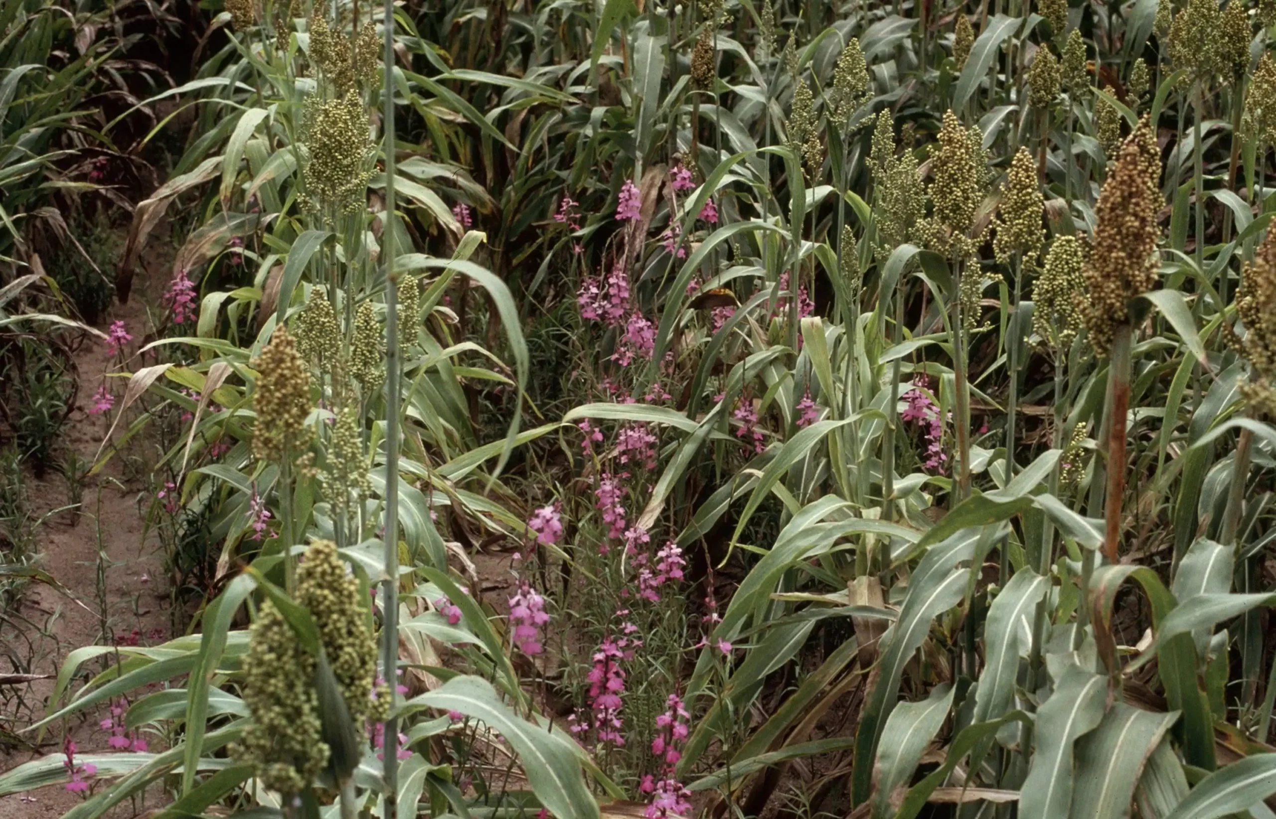 Image: Sorghum, or broomcorn, is a staple crop in sub-Saharan Africa, but approximately 20% of annual yields are lost due to infections with witchweed (Striga hermonthica), a parasitic plant that steals nutrients and water by latching onto the plant’s roots. Pictured here, rows sorghum with Striga (purple). Credit: USDA APHIS PPQ - Oxford, North Carolina, USDA APHIS PPQ, Bugwood.org / Wikimedia.