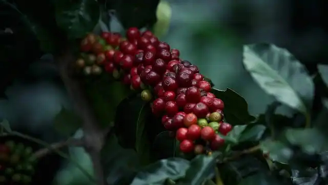 Shade-grown coffee demonstrates the benefits of combining agriculture and conservation