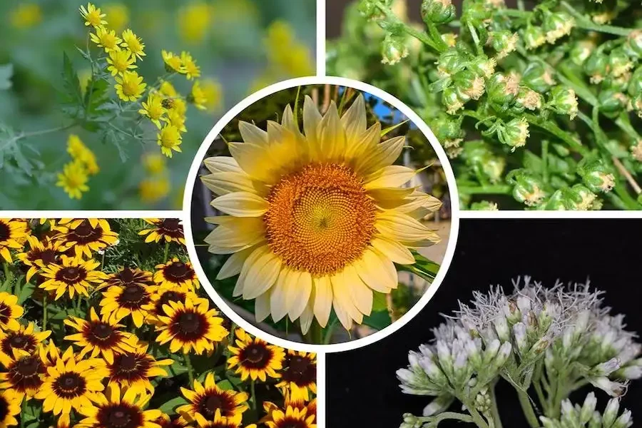 A new sunflower family tree reveals that flower symmetry evolved multiple times independently. Chrysanthemum lavandulifolium, on the upper left, and Artemisia annua, upper right, are closely related species from the same tribe; the former has bilaterally symmetric flowers — the rays — and the latter does not. Rudbeckia hirta, lower left, from the sunflower tribe has bilaterally symmetric flowers, and Eupatorium chinense, lower right, from the Eupatorieae tribe does not; these two tribes are closely related groups. A sunflower, center, shows flowers with bilateral symmetry — the large petal-like flowers in the outer row — and without bilateral symmetry — the small flowers in the inner rows. Credit: Guojin Zhang, Ma laboratory / Penn State. Creative Commons