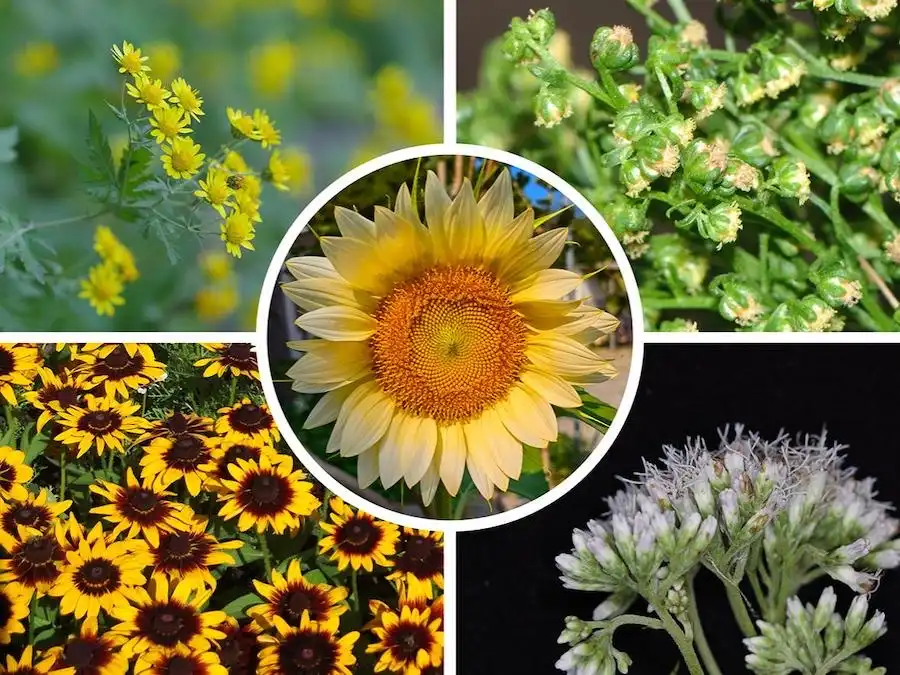 A new sunflower family tree reveals that flower symmetry evolved multiple times independently. Chrysanthemum lavandulifolium, on the upper left, and Artemisia annua, upper right, are closely related species from the same tribe; the former has bilaterally symmetric flowers — the rays — and the latter does not. Rudbeckia hirta, lower left, from the sunflower tribe has bilaterally symmetric flowers, and Eupatorium chinense, lower right, from the Eupatorieae tribe does not; these two tribes are closely related groups. A sunflower, center, shows flowers with bilateral symmetry — the large petal-like flowers in the outer row — and without bilateral symmetry — the small flowers in the inner rows. Credit: Guojin Zhang, Ma laboratory / Penn State. Creative Commons