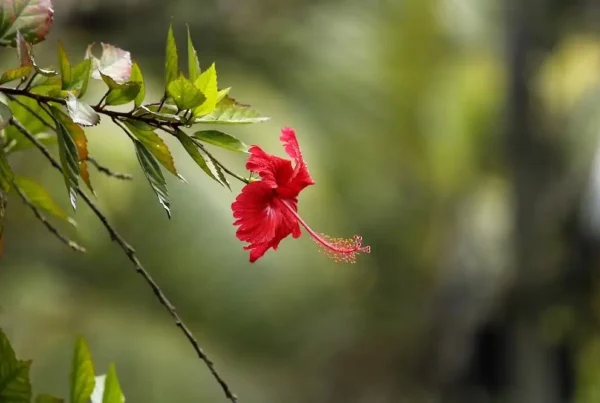 Image: Hibiscus rosa sinensis . Credit: Nandhu Kumar / Pixabay