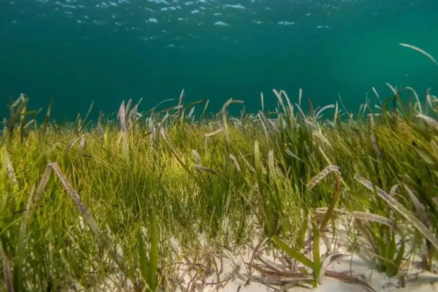 Image: seagrass meadow. Credit: Benjamin L Jones