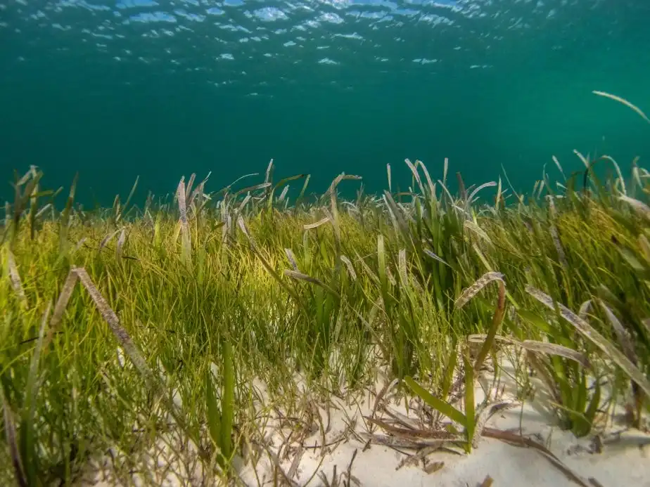 Seagrass meadows face uncertain future, scientists say