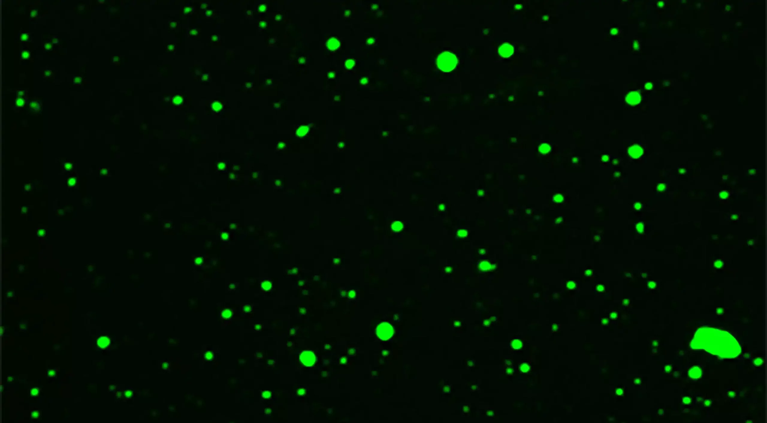 Image: Substrate-induced droplet formation of a plant TIR domain in vitro. The Arabidopsis TIR domain protein RPP1 was fused with the fluorescent protein GFP so that the rapid droplet formation of the RPP1-GFP fusion protein can be visualized by fluorescence microscopy after addition of the substrates NAD+ or ATP in a test tube. The droplets are highly dynamic structures. Credit: Max Planck Institute for Plant Breeding Research, Köln