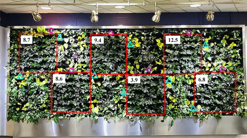 Image: Green wall experimental design used for Expt. 1. The six blocks of treatments with the three spiderwort selections of zebra plant, ‘Burgundy’ zebra plant, and inch plant are denoted with red squares, placement of light/temperature sensors (one per block) are shown with magenta circles, sentinel pots used to determine need for irrigation are shown with blue triangles (eight dispersed throughout the green wall), and average light levels (µmol·m−2·s−1) per block are reported in white boxes. Average light levels were determined by averaging the light reading at each pot location in each block. Credit: American Society for Horticultural Science