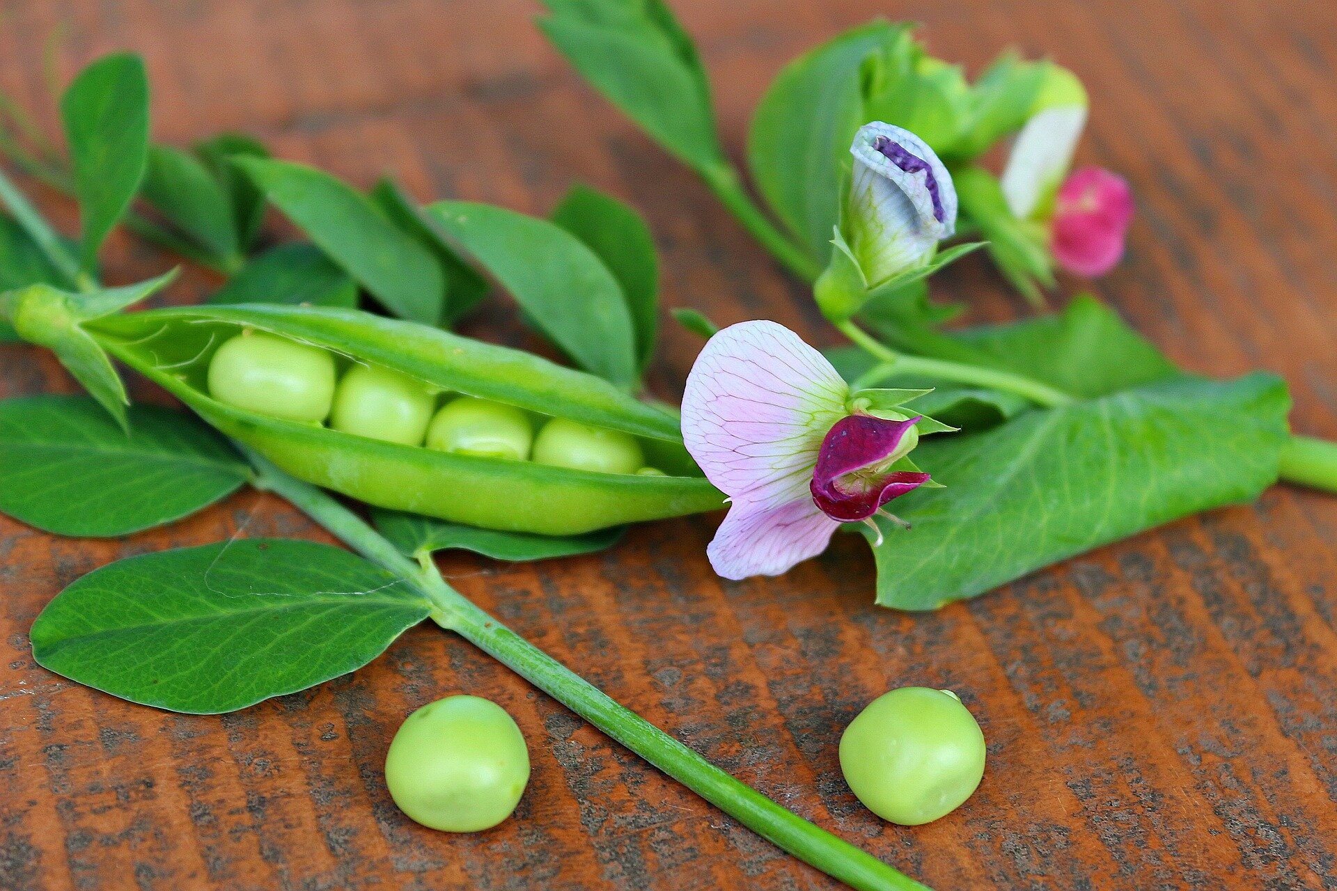 Pea plants that flower for longer