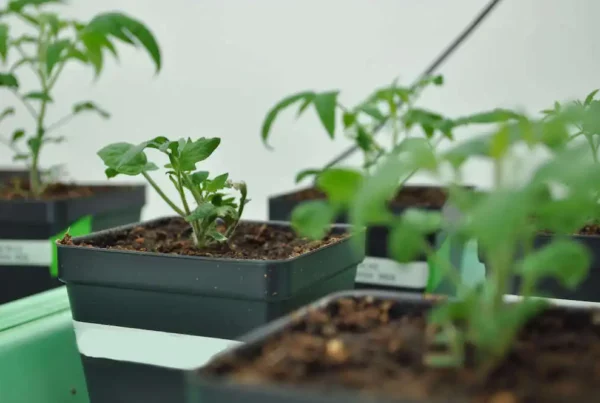 Image: Tomato seedlings are grown for the Last lab’s research into the Solanaceae plant family, also known as nightshades. Credit: Connor Yeck/MSU