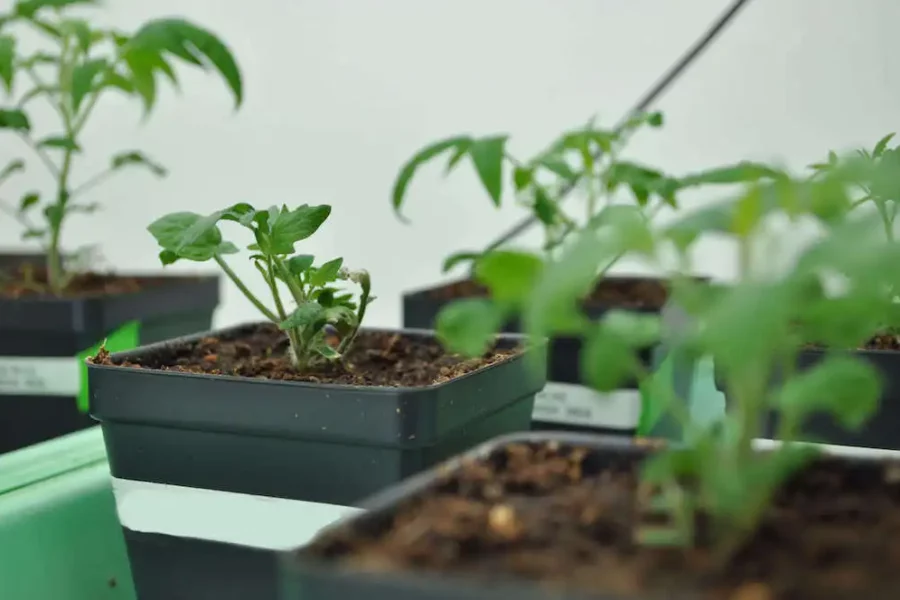 Image: Tomato seedlings are grown for the Last lab’s research into the Solanaceae plant family, also known as nightshades. Credit: Connor Yeck/MSU