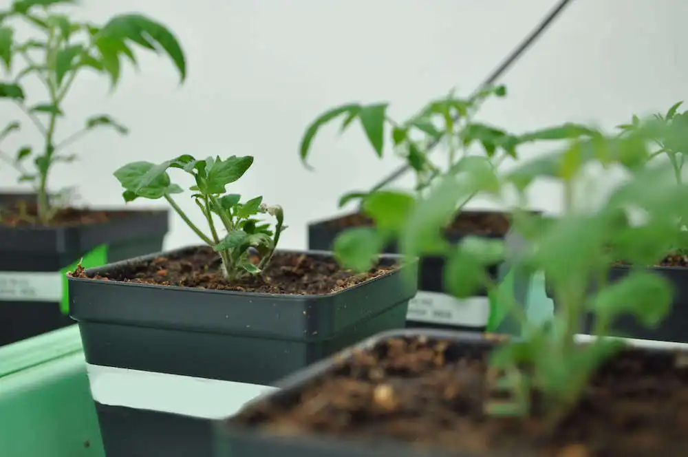 Uncovering a ‘parallel universe’ in tomato genetics