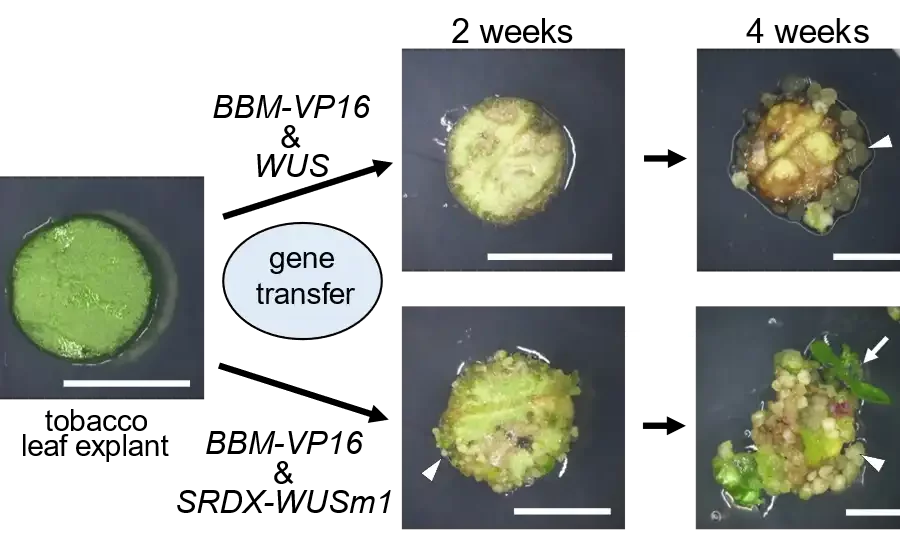Image: Researchers develop novel gene expression-based plant regeneration approach without the application of plant growth regulators. Conventional plant regeneration techniques require the application of plant growth regulators, like hormones, which can be species-specific and laborious. In a new study, researchers have developed a novel system of plant regeneration by modulating the function Novel Genetic Plant Regeneration Approach Without the Application of Phytohormones and the expression of genes involved in plant cell dedifferentiation (cell proliferation) and redifferentiation (organogenesis). Credit: Associate Professor Tomoko Igawa, Chiba University, Japan. CC BY