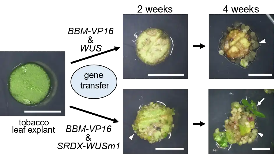 Novel Genetic Plant Regeneration Approach Without the Application of Phytohormones