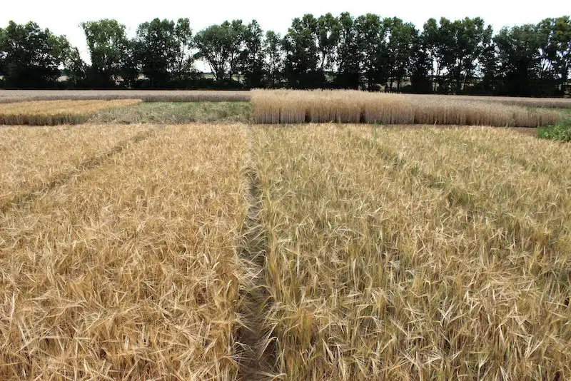 Image: The conventional population on the left and the organic barley on the right: - Only experts can spot the differences with the naked eye. However, huge differences can be identified using molecular genetics. Credit: AG Prof. Léon/University of Bonn