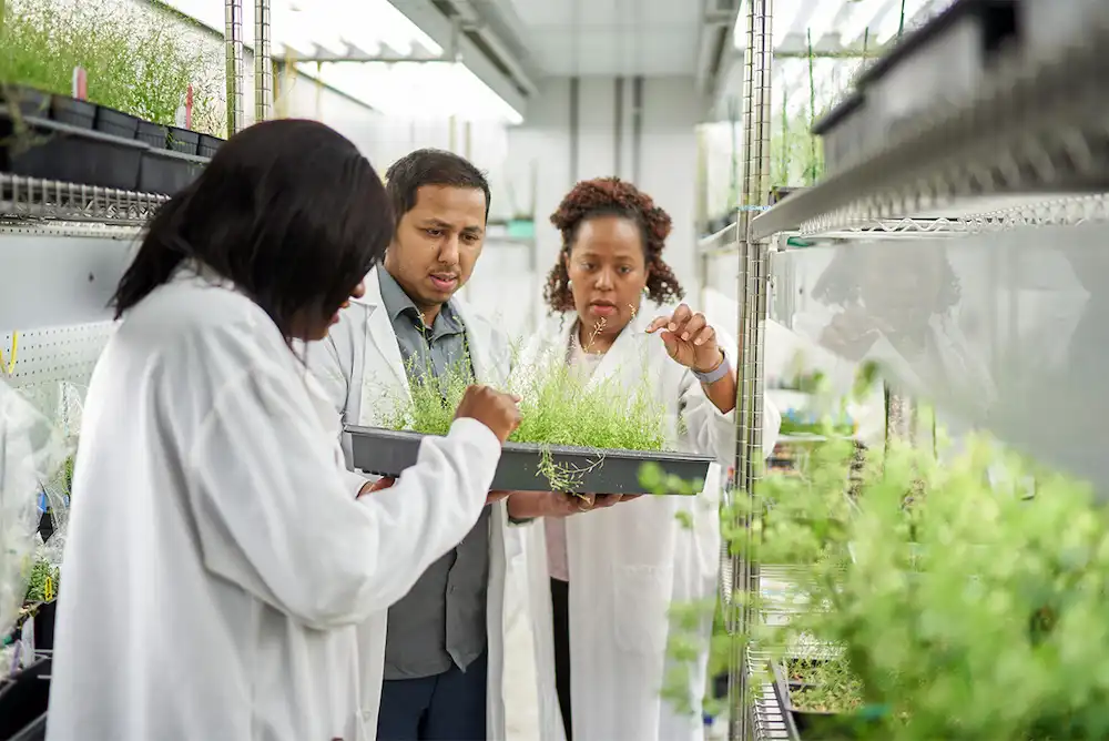 Pioneering plant science research paves the way for deeper understanding of how the plant immune system functions
