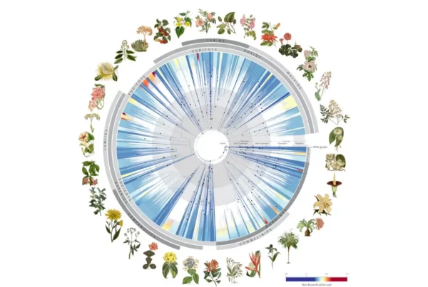 Image credit: The data of the “tree of life” for flowering plants will contribute to identifying new species, refining plant classification, uncovering new medicinal compounds, and conserving plants in the face of climate change and biodiversity loss. | Illustration for the Nature publication “Phylogenomics and the rise of the angiosperms”