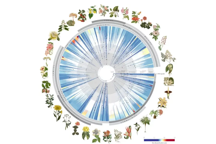 Image credit: The data of the “tree of life” for flowering plants will contribute to identifying new species, refining plant classification, uncovering new medicinal compounds, and conserving plants in the face of climate change and biodiversity loss. | Illustration for the Nature publication “Phylogenomics and the rise of the angiosperms”