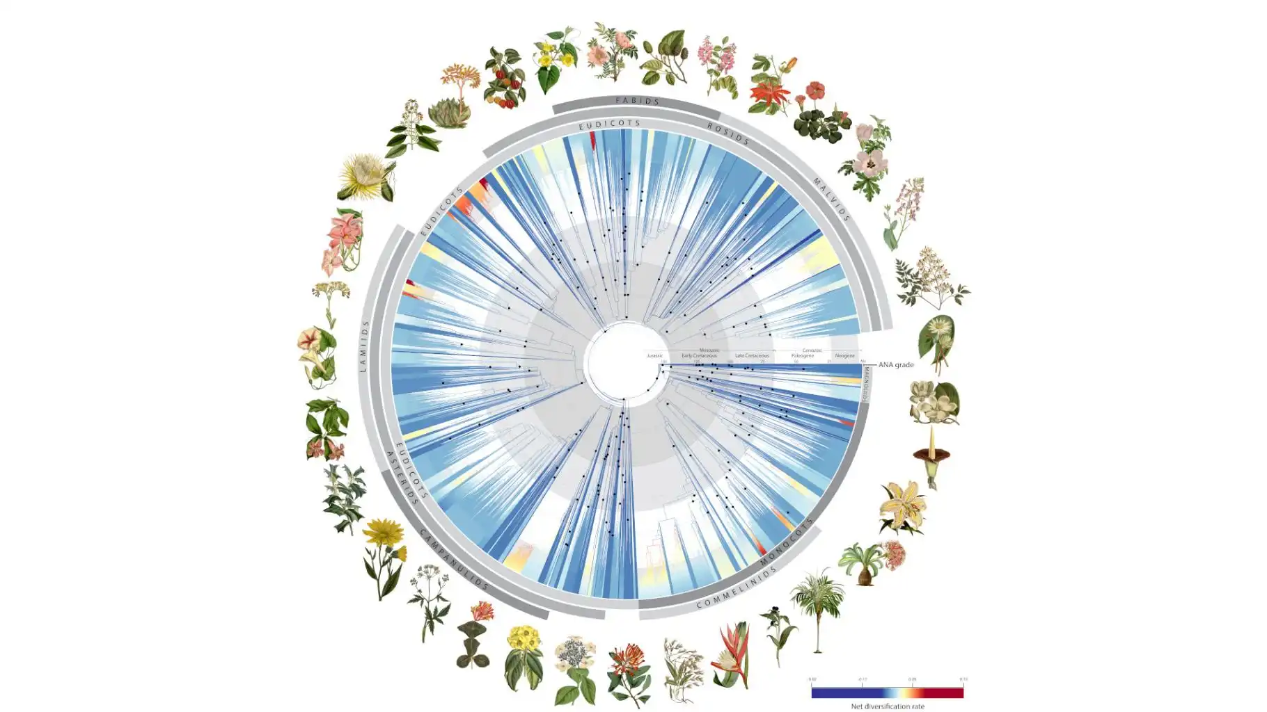 Image credit: The data of the “tree of life” for flowering plants will contribute to identifying new species, refining plant classification, uncovering new medicinal compounds, and conserving plants in the face of climate change and biodiversity loss. | Illustration for the Nature publication “Phylogenomics and the rise of the angiosperms”