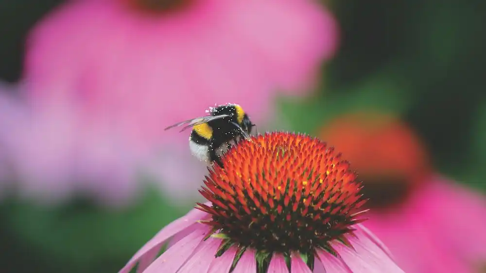 Buzzing decline: landscape is losing insect-pollinated plants