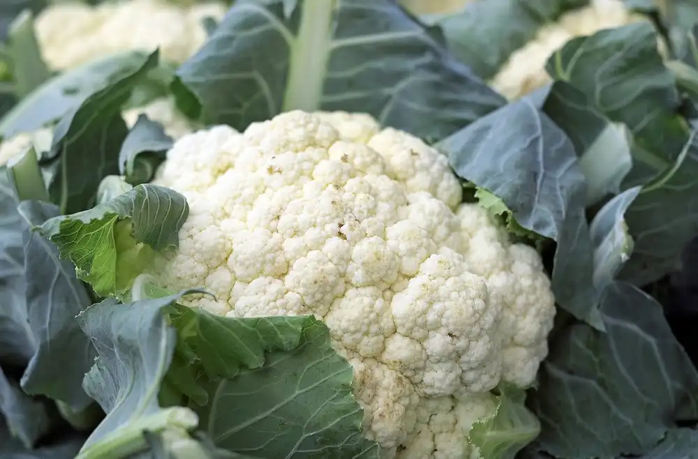 Image: cauliflower. Credit: Couleur / Pixabay