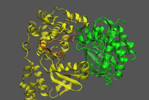 Image: This image shows a plant protein known as KIN10 (yellow) that acts as a sensor and a switch to turn oil production off or on depending on whether it interacts with another protein (green). See GIF and diagram below for details. Credit: Brookhaven National Laboratory