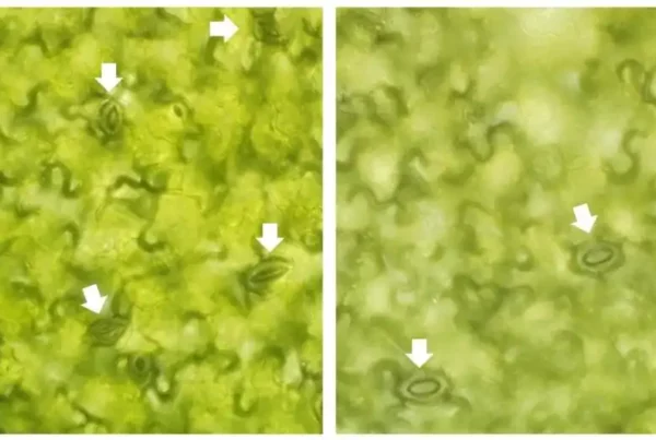 Image: Images of leaves of the model plant Arabidopsis thaliana with stomata mainly closed (left) and open (right) (marked with arrow heads). Credit: CRAG
