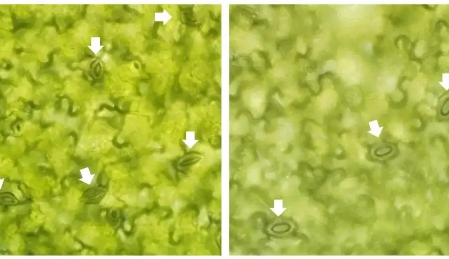 Image: Images of leaves of the model plant Arabidopsis thaliana with stomata mainly closed (left) and open (right) (marked with arrow heads). Credit: CRAG