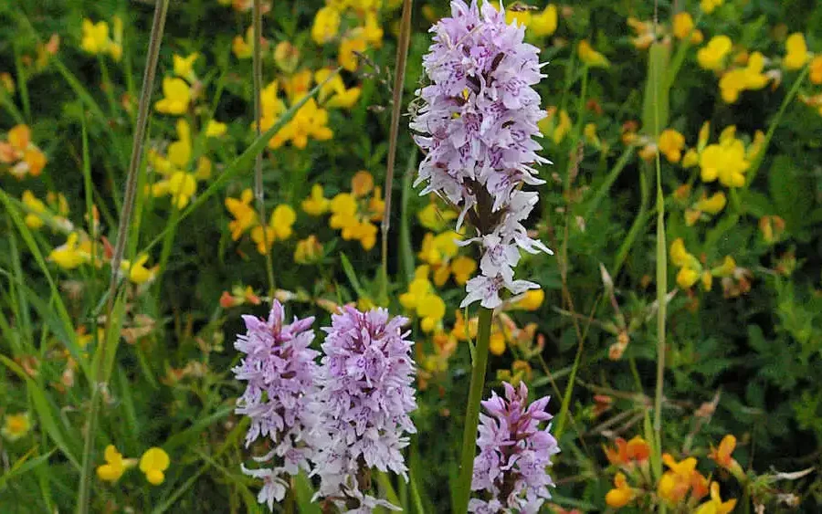 Image credit: John Haggar, Hardy Orchid Society