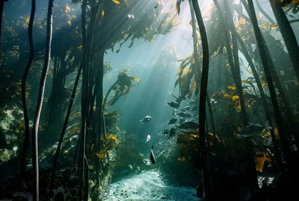 Seaweed forests, oceanic carbon sinks. Photo credit Helen Warne.
